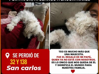SE PERDIO TEO !