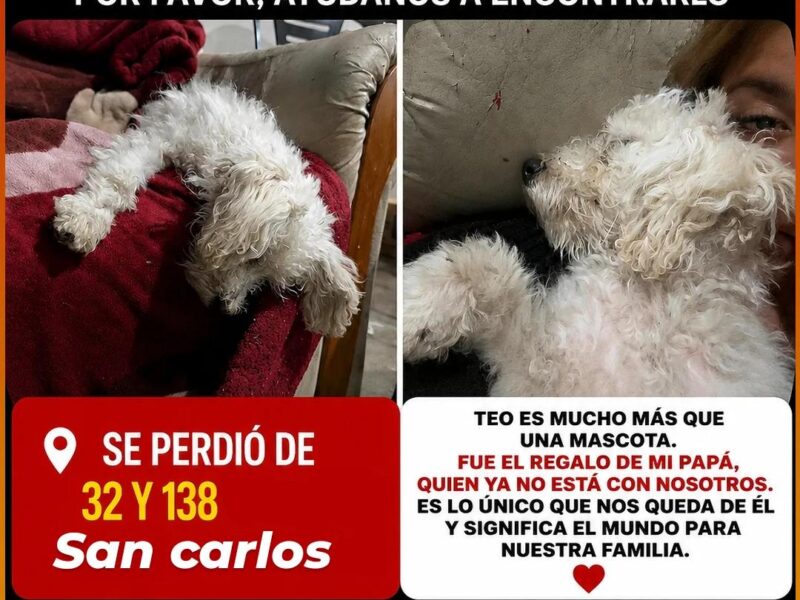 SE PERDIO TEO !