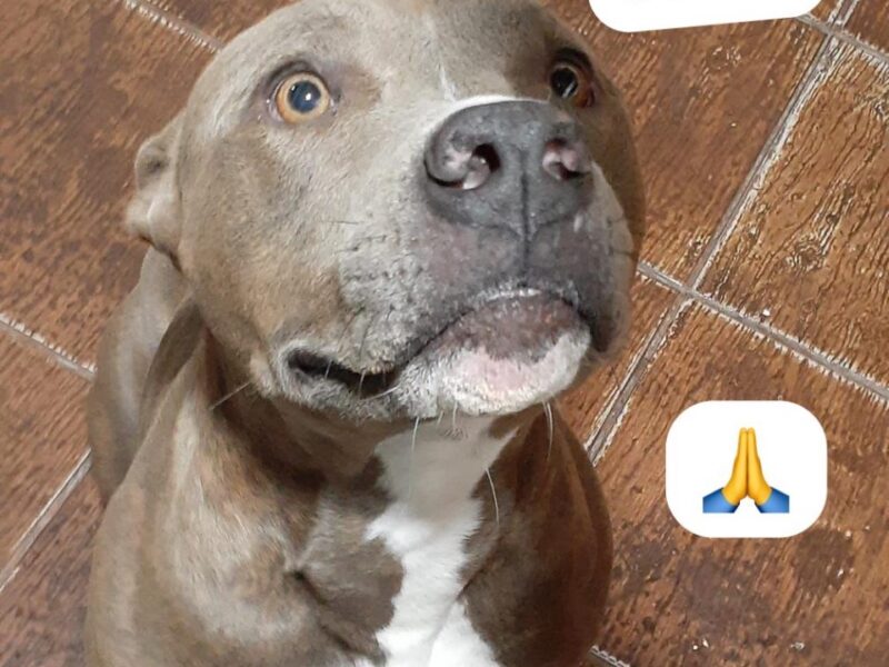 Pitbul adulto. Mansito. Perdido en los Hornos