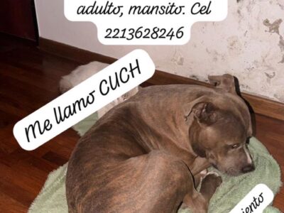 Pitbul adulto. Mansito. Perdido en los Hornos